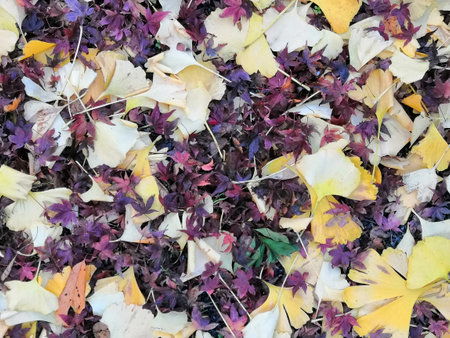 Autumn forest in Japan. Fallen leaves.の写真素材
