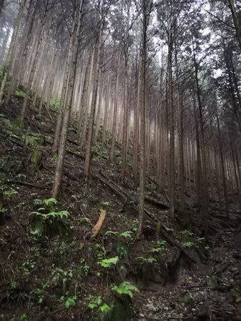 Landscape deep in the Japan forestの写真素材