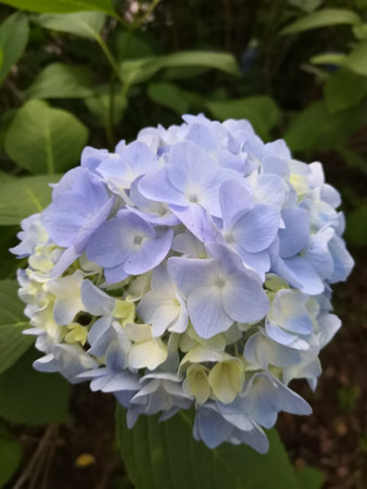A flower that represents the early summer of Japan. hydrangeaの写真素材