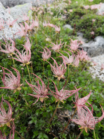 Alpine plants in the summer of Japan.ãJapan Alps.の写真素材
