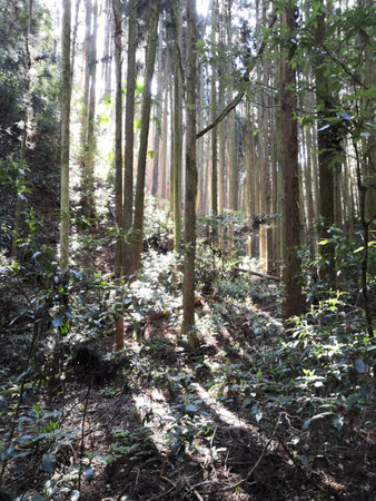Sunshine in the Japan Forestの写真素材