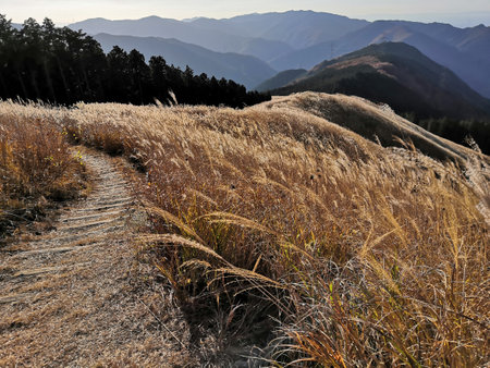 Autumn in Japan, hiking in the high mountains. Susuki.の写真素材