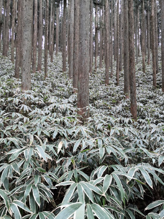 Forest scenery deep in the mountains of Japanの写真素材