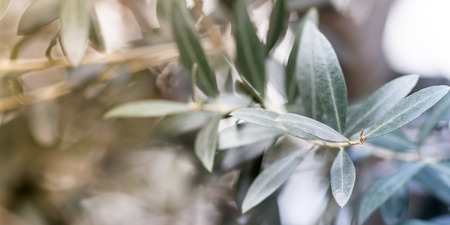 Olive tree photo background, horizontal formatの写真素材