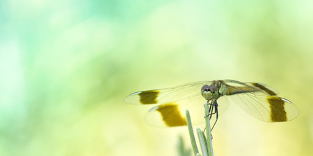 Dragonfly macro photo outdoor, green backgroundの写真素材