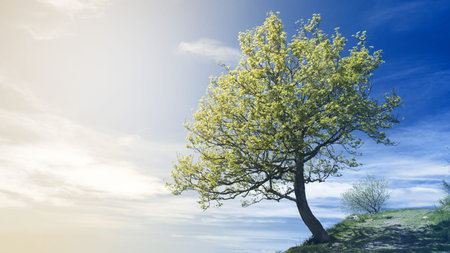 Tree outdoor on a blue sky, vivid colors