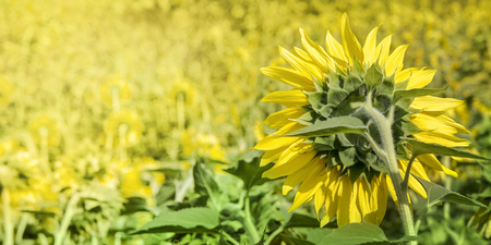 Yellow sunflowers fields, natural backgroundの写真素材