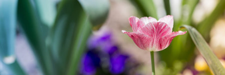 Spring flower close up, seasonal concept