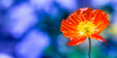 Spring flower close up, seasonal conceptの写真素材