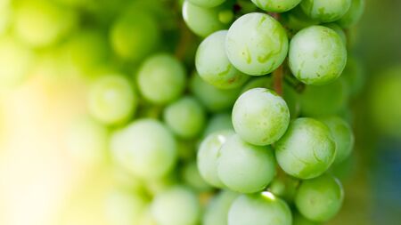 Green grapes in a vineyard during a sunny dayの写真素材