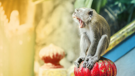 Portrait of a south asian monkey with a nice expression yawningの写真素材