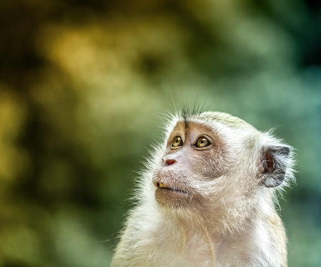 Portrait of a south asian monkey with a nice expressionの写真素材