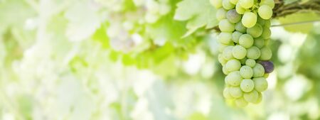 Green grapes in a vineyard during a sunny dayの写真素材