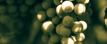 Unripe apricots in the garden, sunny dayの写真素材