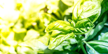 Aromatic herbs in the garden, nature backgroundの写真素材