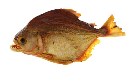 Piranha fish isolated on white
