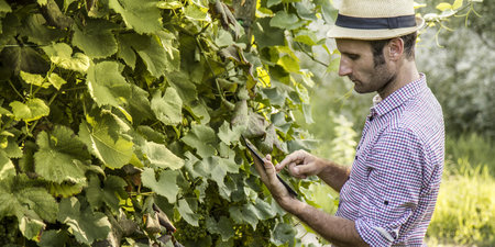 Digital farmer checking his field with a tabletの写真素材