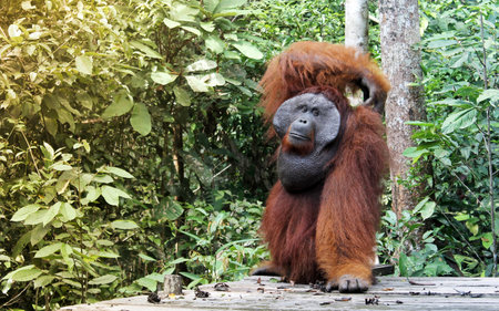 Wild orangutan in Borneo, Indonesia