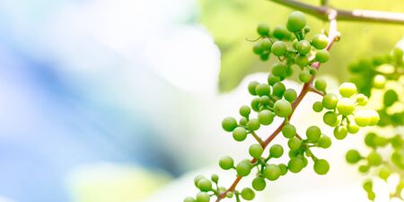 Agriculture and wine making conceptsの写真素材