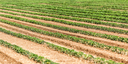 Green house interiors, vegetable productionの写真素材
