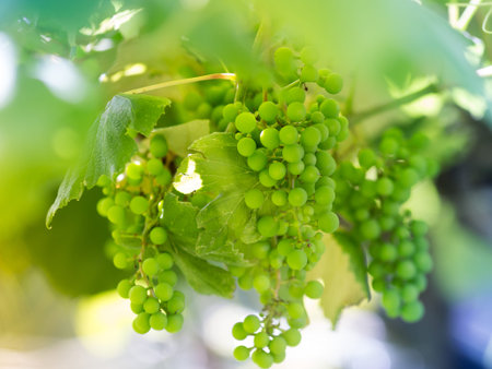 Unripe white grapes in a vineyard, Natural background