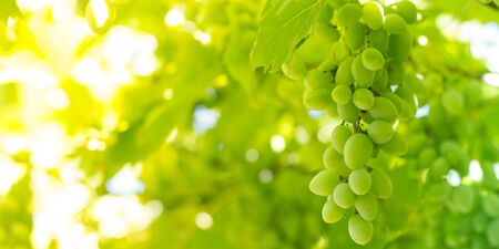 Green unripe grapes background, nature conceptsの写真素材