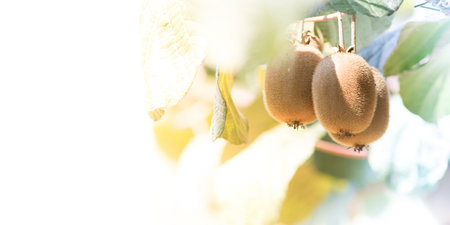 Kiwi fruits in the garden, agriculture themeの写真素材