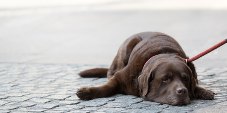 Beautiful labrador with a nice and funny expressionの写真素材