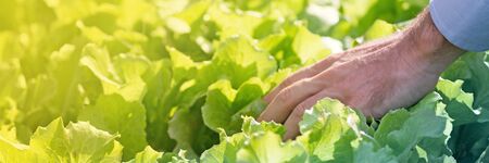 Agriculture and natural products conceptsの写真素材