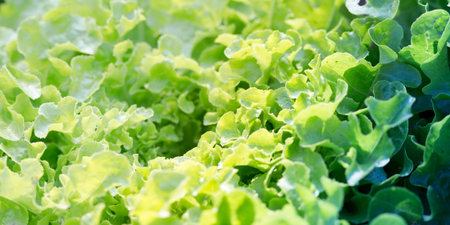 Lettuce plant, agriculture and gardening concepts