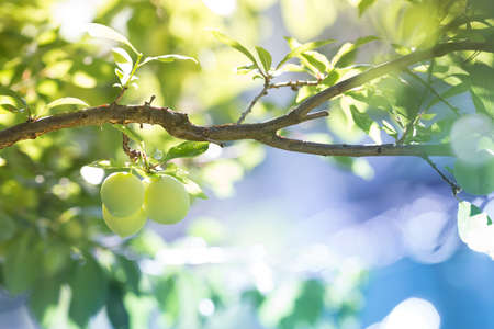 Green peaches background, discover Nature and healthy lifestyleの写真素材