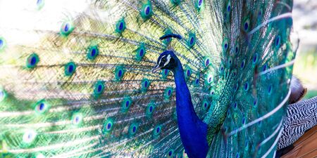 Beautiful peacock close portrait, vibrant colorsの写真素材
