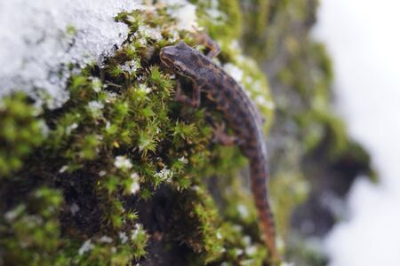 lizard crawls on the moss, crawling on a logの写真素材