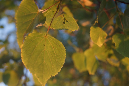 grass in the rays of the setting sun