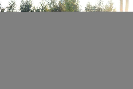 nature in summer green bushの写真素材