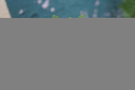 grass in the rays of the setting sunの写真素材