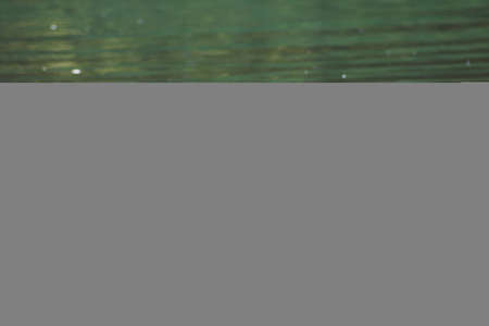 ducks on the pondの写真素材