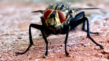 Close-up of a fly on a brick wall. macro.の写真素材