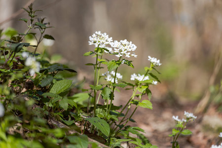 Beautiful flower in the forest