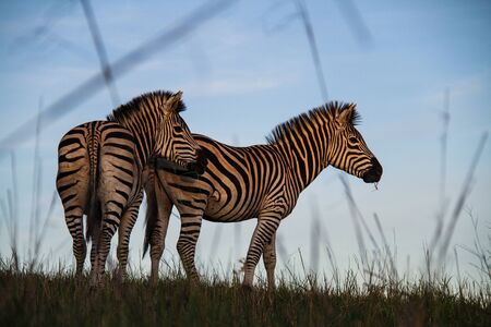 Zebras in the African wildの写真素材