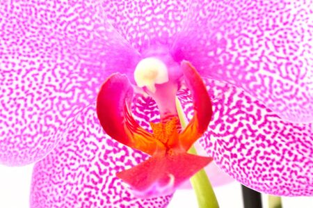 pink orchid backgroundの写真素材