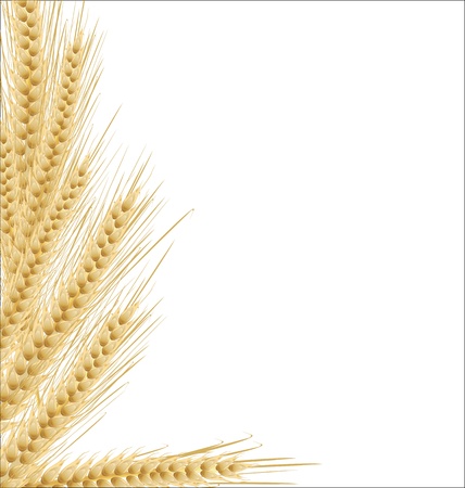 Ears of wheat on isolated white backgroundのイラスト素材