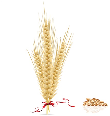 Ears of wheat with red ribbonのイラスト素材