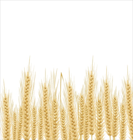 Wheat backgroundのイラスト素材