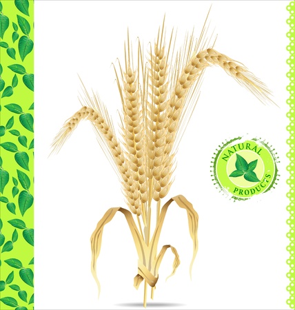 Natural background, ears of wheat, illustration のイラスト素材