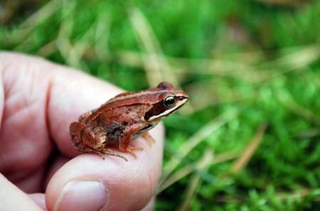 macro of a little  grass frog sitting on a hand in front of green backgroundの写真素材