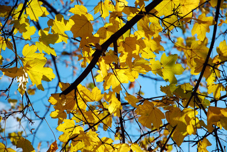yellow maple leaves in fall in front of blue sky