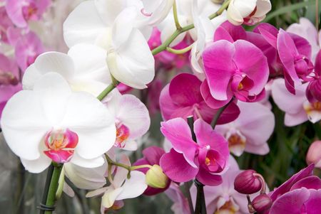 many orchid flowers in a rowの写真素材