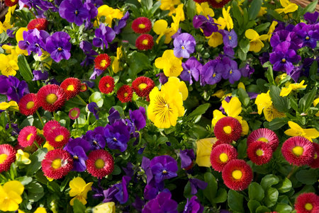 a variety of spring flowers filling the entire pictureの写真素材