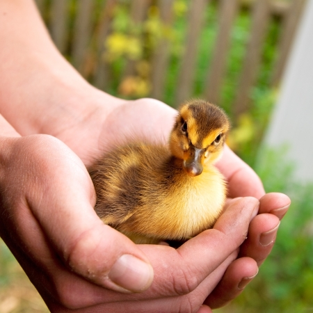 hands of afarmer holding a duckling in the gardenの写真素材